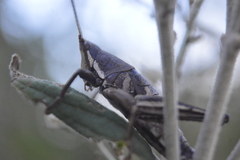 Sphenarium purpurascens