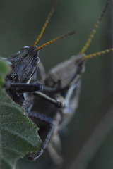 Sphenarium purpurascens