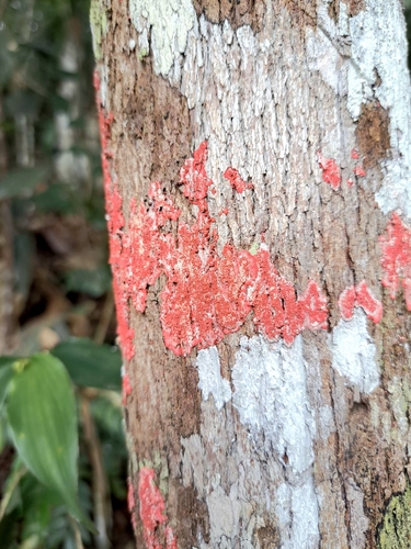 Christmas lichen