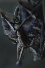 Sphenarium purpurascens