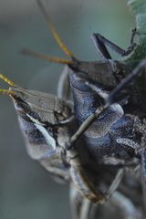 Sphenarium purpurascens