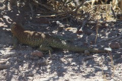 Liolaemus fitzingerii