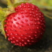 蛇莓 - Photo (c) Björn S...，保留部份權利CC BY-SA