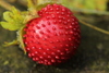 Mock Strawberry - Photo (c) Björn S..., some rights reserved (CC BY-SA)