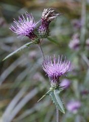 Cirsium