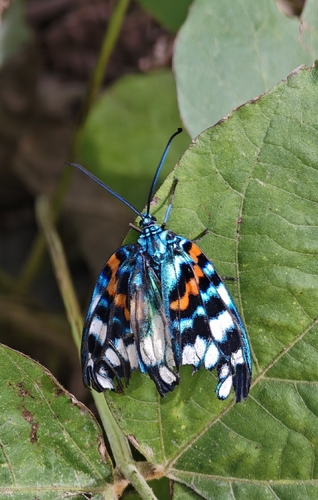 Erasmia pulchella