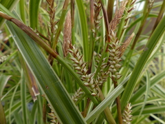 Carex morrowii