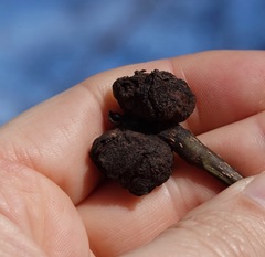 Phylloxera subelliptica