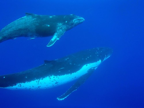 Humpback Whale photographed in Tonga