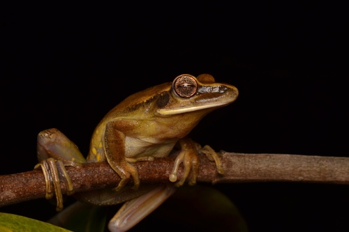 Yellow-spotted Tree Frog