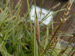 Carex morrowii