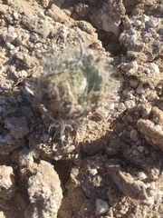 Arctomecon californica