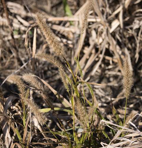 Giant Bristlegrass (Setaria magna)