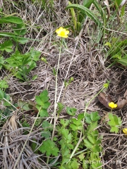 Ranunculus multifidus, photograph (c) Antoinette Eyssell Knox, some rights reserved (CC BY-SA)