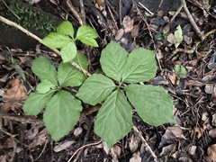 Dioscorea retusa