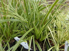 Carex morrowii