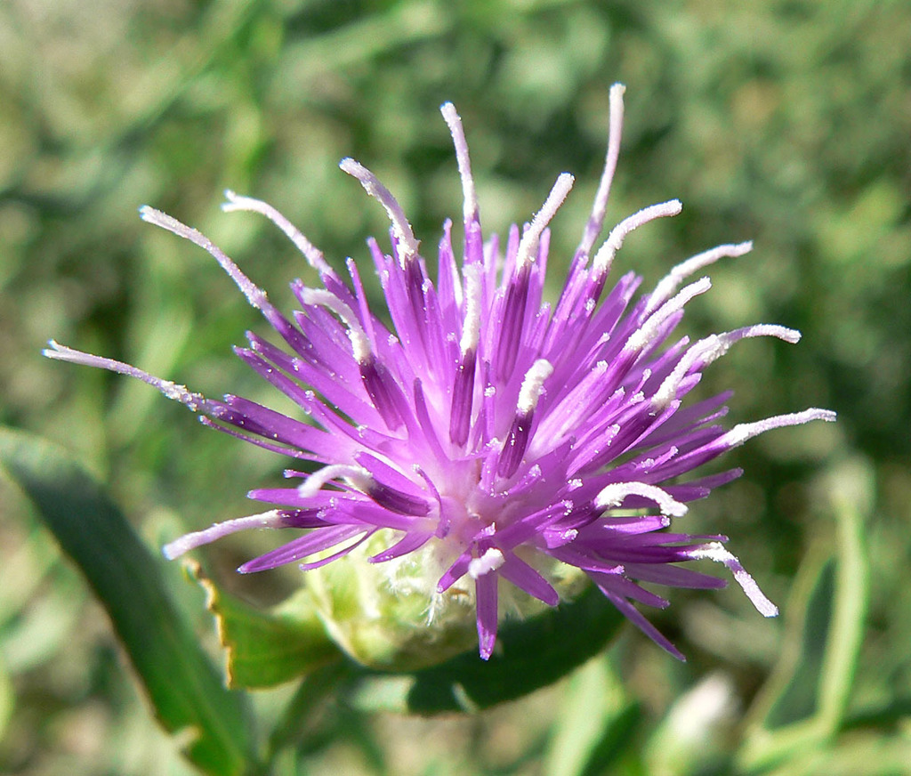 russian-knapweed-invasive-plants-of-the-kaibab-national-forest