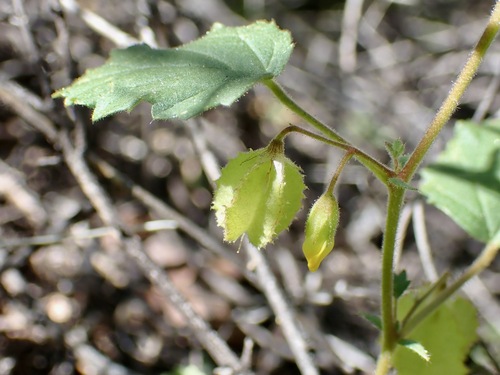 Santa Catalina Burstwort (Hermannia pauciflora)