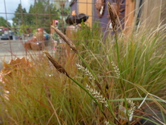Carex morrowii