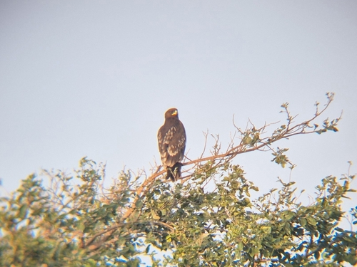 Aigle criard, jeune