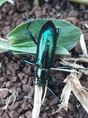 Strongylium aurichalceum