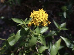 Lagascea decipiens, photograph (c) Sue Carnahan, some rights reserved (CC BY)