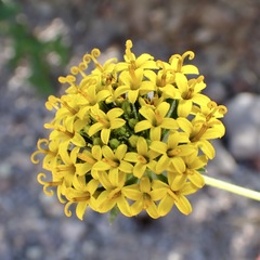 Lagascea decipiens, photograph (c) Sue Carnahan, some rights reserved (CC BY)