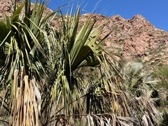 Sabal uresana, photograph (c) Sue Carnahan, some rights reserved (CC BY)