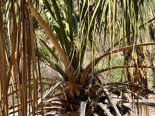 Sabal uresana, photograph 6