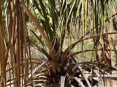 Sabal uresana, photograph (c) Sue Carnahan, some rights reserved (CC BY)