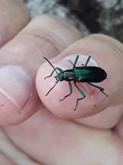 Strongylium aurichalceum