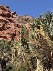 Sabal uresana, photograph (c) Sue Carnahan, some rights reserved (CC BY)