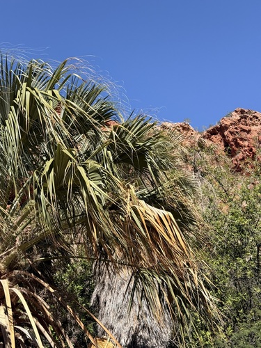Sabal uresana, photograph 4