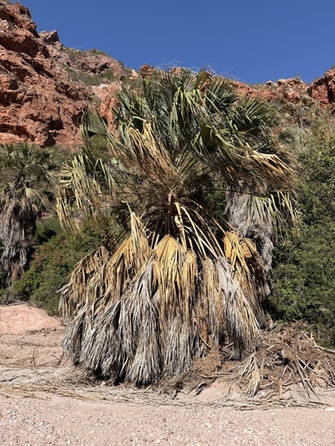 Sonoran Palmetto (Sabal uresana)