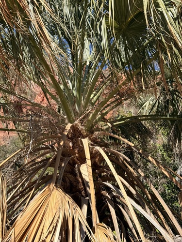Sabal uresana