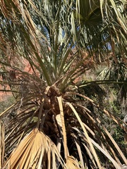 Sabal uresana
