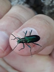Strongylium aurichalceum