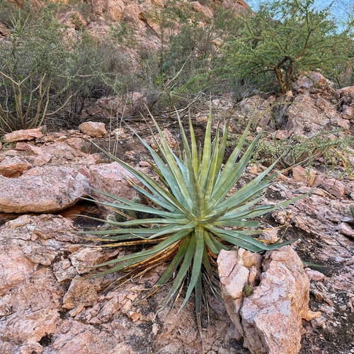 Agave chrysoglossa I.M.Johnst.