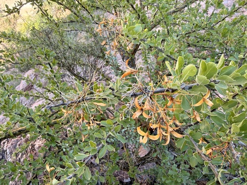 Fouquieria macdougalii, photograph 3