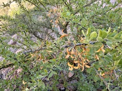 Fouquieria macdougalii, photograph (c) Sue Carnahan, some rights reserved (CC BY)