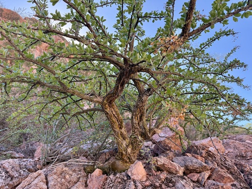Fouquieria macdougalii, photograph 5