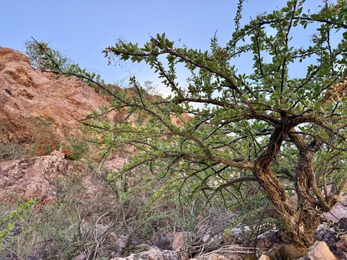 Fouquieria macdougalii, photograph 6