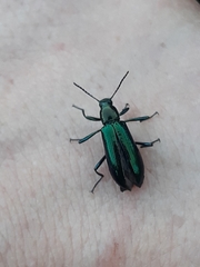 Strongylium aurichalceum