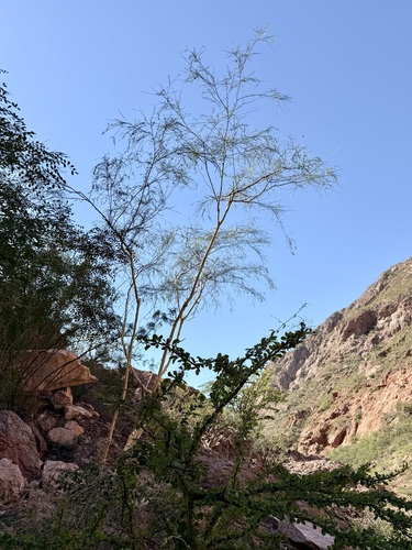 Willard's Acacia (Mariosousa heterophylla)