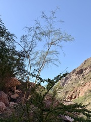 Mariosousa heterophylla, photograph Sue Carnahan, CC BY, iNaturalist via GBIF