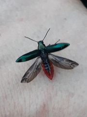 Strongylium aurichalceum