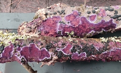 Phanerodontia chrysosporium