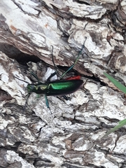 Strongylium aurichalceum
