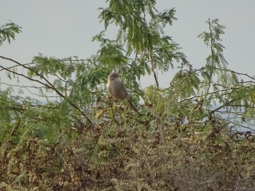 Afghan Babbler (Argya huttoni), photo 7