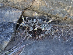 Dudleya attenuata orcuttii